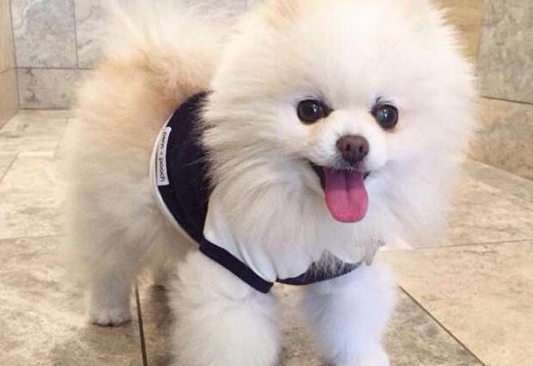 top8狗狗排行榜之颜值高篇