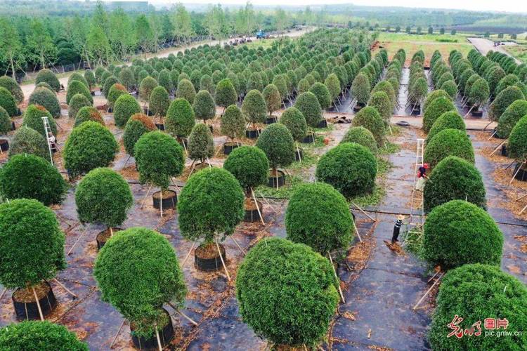 丰城梅林|花卉苗木助力脱贫