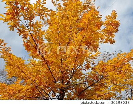 图库照片: 落叶树与美丽的黄色渐变 查看全部