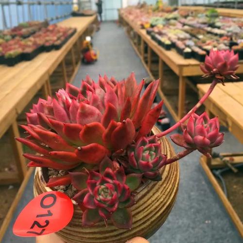 多肉植物弗兰克老桩