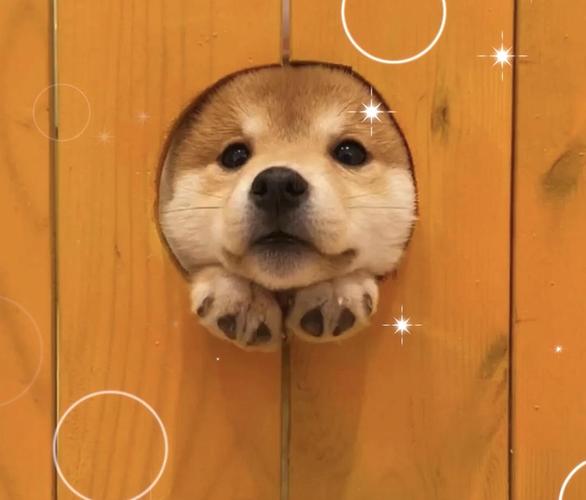 求这个系列的狗勾头像