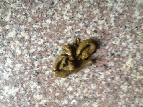 我家2个月金毛的便便是这样的是什么问题. 是不是细小