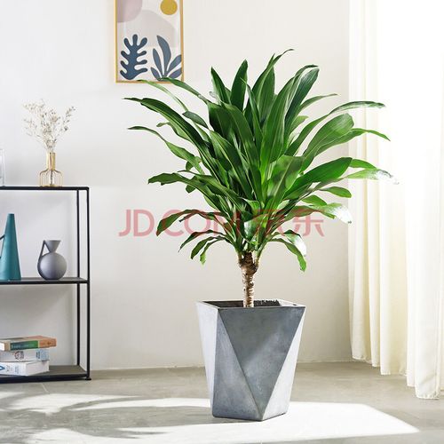 青叶巴西铁大型盆栽室内客厅大绿植巴西木幸运木也门铁植物办公室适合