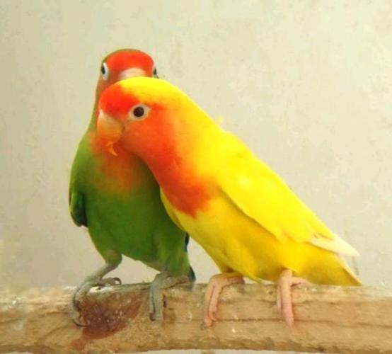 中国可以合法饲养的几种鹦鹉