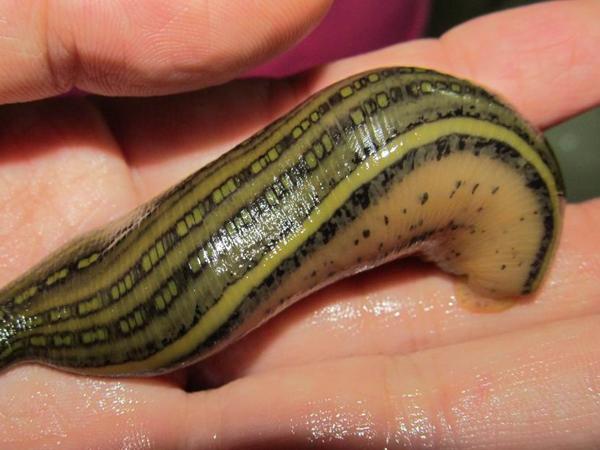 中医 中药大全 活血化瘀药 水蛭水蛭,俗名蚂蟥,在内陆淡水水域内生长