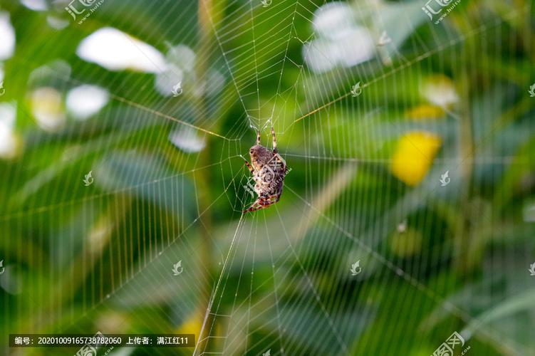 蜘蛛织网