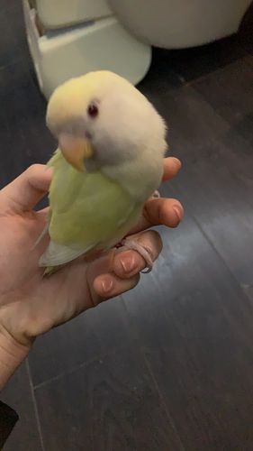 出一只日本桃牡丹鹦鹉仅限杭州