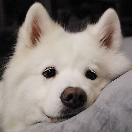 可爱狗狗头像图片