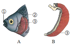 如图为鱼鳃结构示意图,请据图回答下列问题.