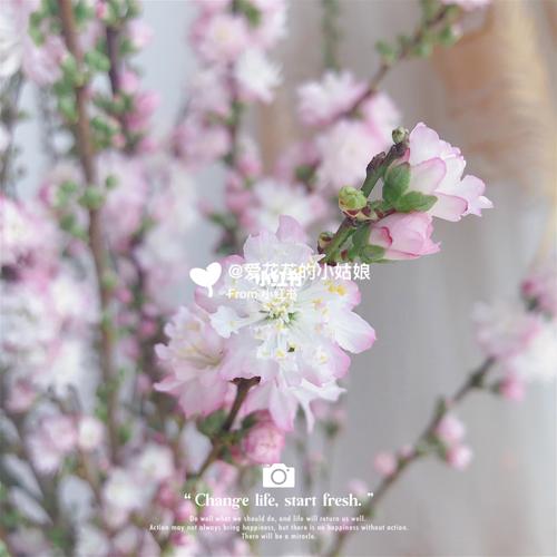 珍珠李-粉色～_珍珠_鲜花分享_家居家装_家居装饰