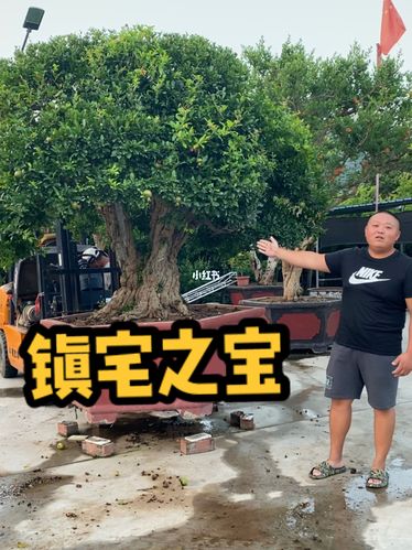 庭院_盆景_小胖石榴盆景自由