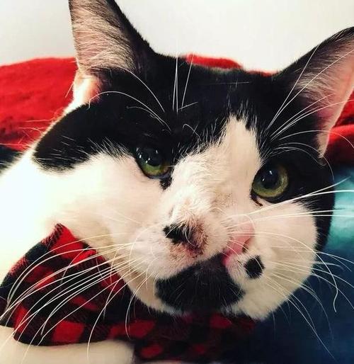 长了两个鼻子的猫咪差点被安乐死,如今已成圈内红人
