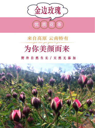 特级云南金边玫瑰花茶玖瑰花茶野生干玫瑰天然花茶纯500g批发散装