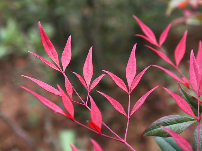 nandina一般指南天竹属