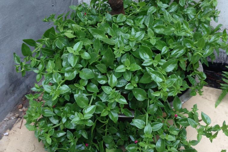 穿心莲:李时珍的救命恩草