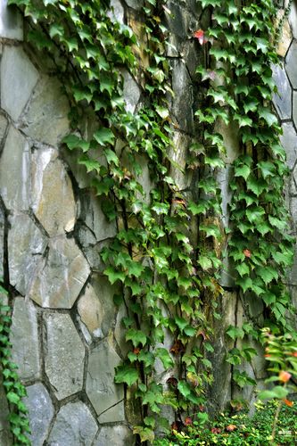 爬山虎的脚 - 达州摄影 - 凤凰山下 - powered by