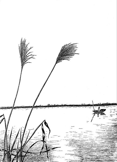 针管笔步骤|蒹葭苍苍,白露为霜.所谓伊人,在水一方.