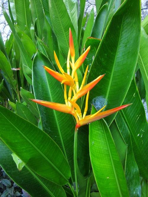 请教一些热带花卉植物的名称_看图_植物吧_百度贴吧