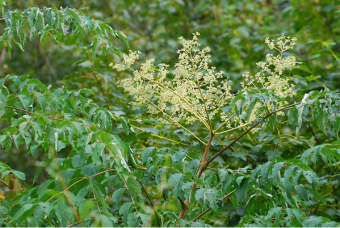楤木:别因为有刺儿就拒绝我!