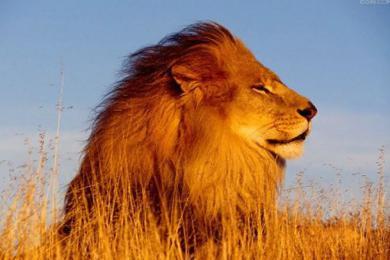 一年级下册两只小狮子ppt介绍课件2