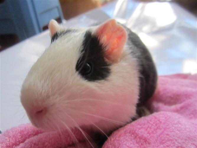 介绍一下豚鼠吧(要带图片哦)