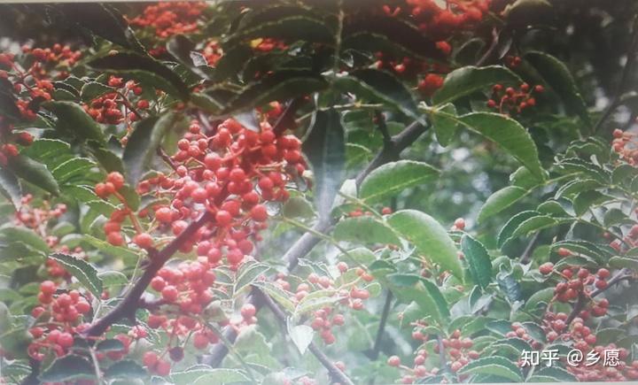 椒聊之实,蕃衍盈升.彼其之子,硕大无朋.椒聊且,远条且.