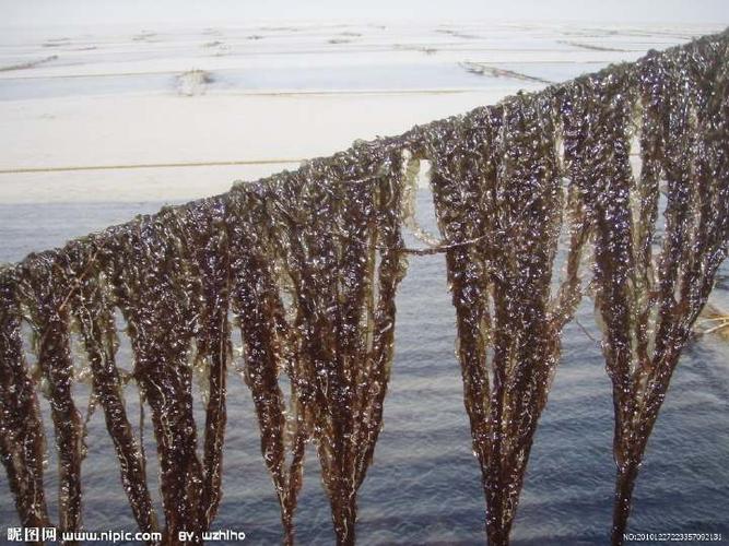 请帮我解答下韩国海带跟紫菜的区别,有图片更好