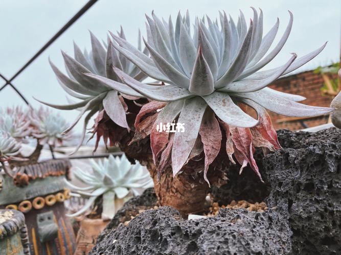 雪山仙女杯._多肉植物_仙女_多肉控_家居家装_家居装饰