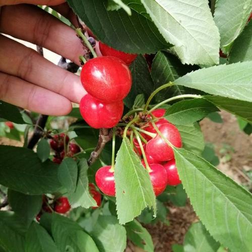 齐早樱桃苗,萨米脱樱桃苗,樱桃苗新品种   上一个 下一个>   要说起大