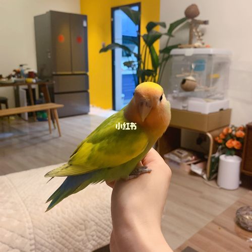 花桃|手养牡丹鹦鹉初体验 彩色小可爱_鹦鹉_牡丹_昆明