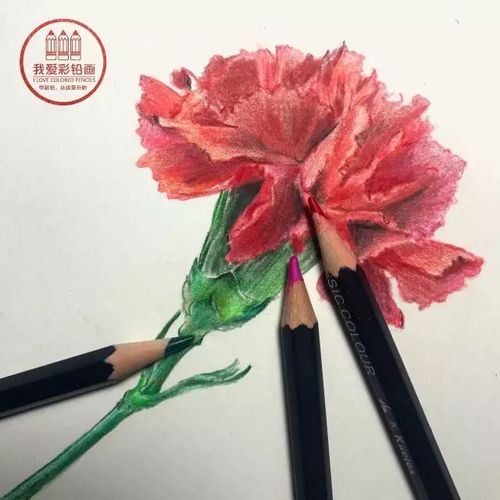 5月免费公开课|彩铅康乃馨,送给最美的妈妈!