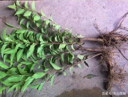 豆腐柴硬枝工厂化扦插育苗实用技术