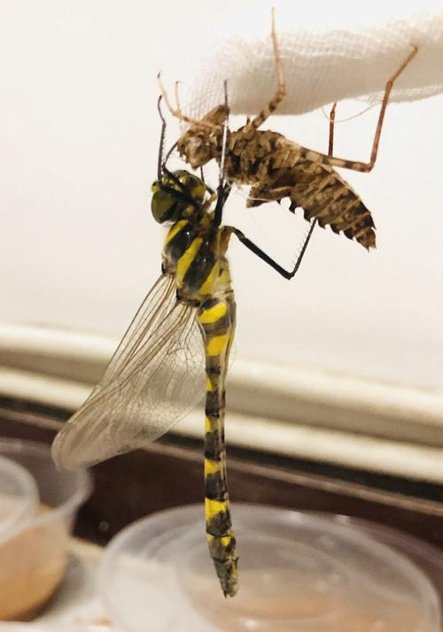 蜻蜓幼虫水虿活体碧伟蜓闪蓝丽小蜻霸王叶微山湖原生满10只包邮