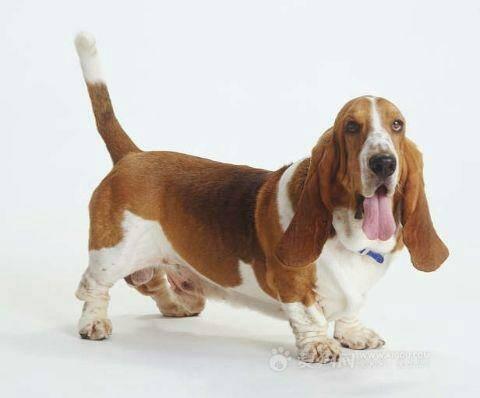 大耳朵狗狗名字图片