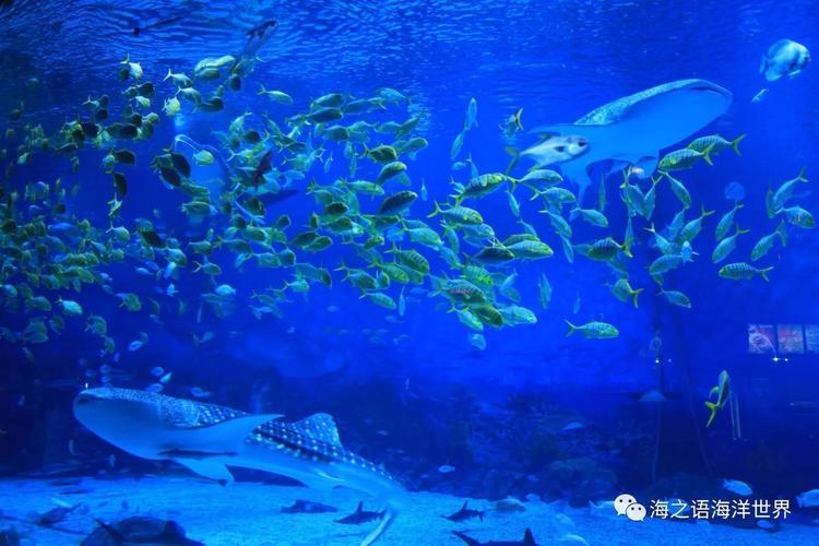 开馆倒计时海南首家海洋世界即将开放畅游17个主题馆奇幻海洋之旅路上
