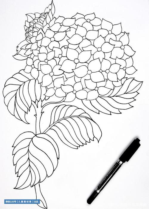 儿童画教程|马克笔观察写生画——教你画一朵超漂亮的绣球花