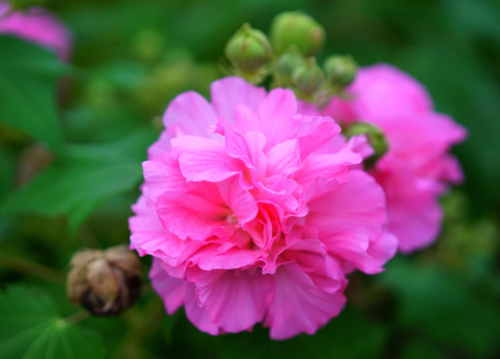 芙蓉是木芙蓉,荷花是水芙蓉
