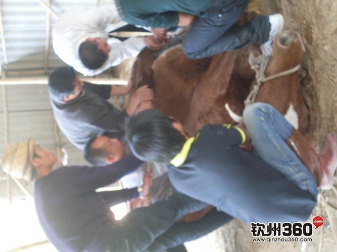亲历阉马全过程纯学术交流权当科普