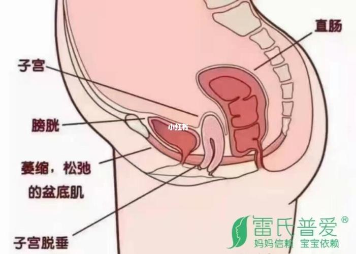 雷氏普爱,产后更好 93盆底肌的三大主要功能 1,支撑腔内子宫,膀胱