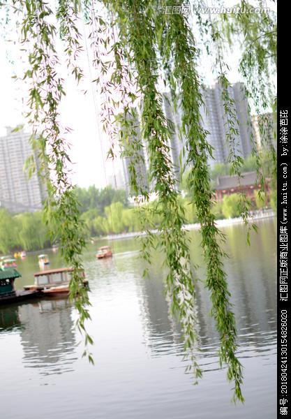 [正版商业] 柳树