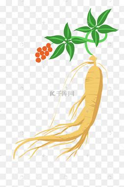 卡通中草药人参素材