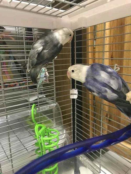 墨色碧云天(左一)