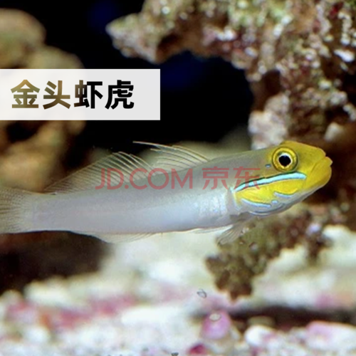 双色虾虎小丑虾虎金剪刀蟋蟀雷达食苔古b活体海水除藻鱼 金头虾虎