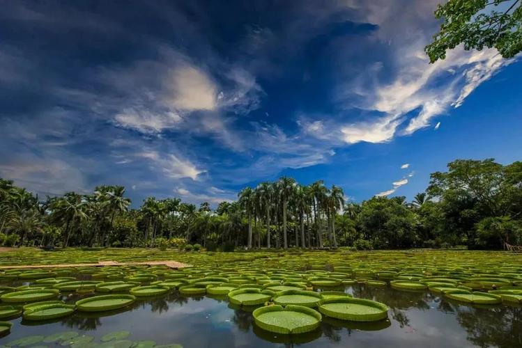 王莲的叶脉成肋条状,就像伞架一样非常结实,所以它的浮力很大,也就