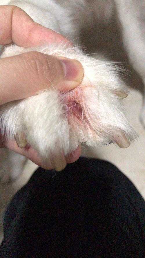 【讨论】有没有姐妹家的狗也因为天气潮湿脚趾炎复.