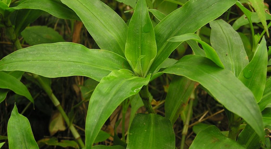 大苞鸭跖草-百度百科