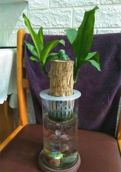 巴西木图片巴西木图片养殖方法