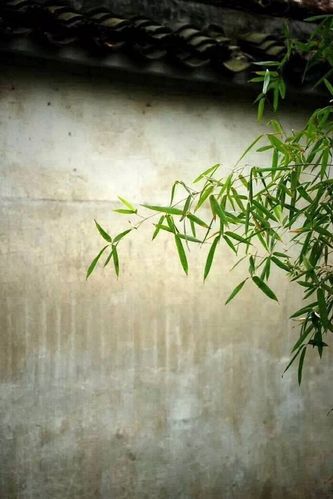 南条交北叶,新笋杂故枝.