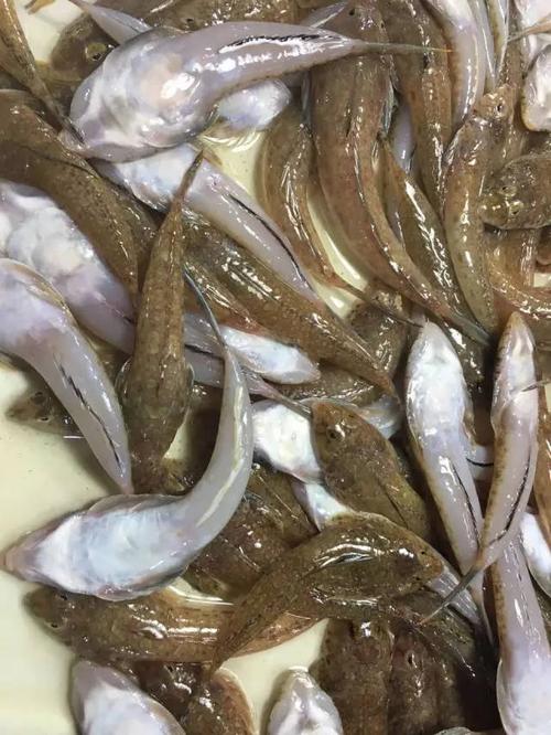 北海,防城港开海了!大批肥美海鲜已经来到南宁!
