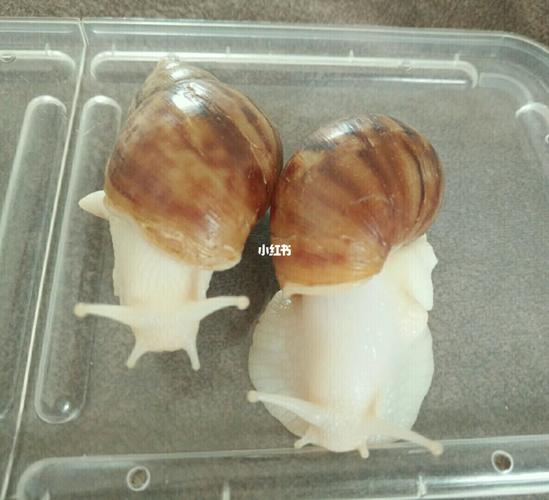 好肥美的蜗牛_蜗牛_白玉蜗牛_宠物_宠物其他
